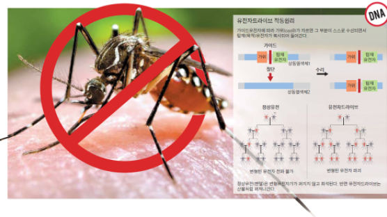 말라리아모기, 불임유전자 지닌 ‘내시모기’ 퍼트려 없앤다