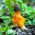 파주 용화사 뒷산에 있는 망태버섯 와이드샷. 김경빈 기자