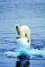 기후변화로 2050년 북극곰이 멸종한다는 전망이 나왔다. [중앙포토]