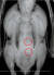위장관에서 총알 2개가 발견된 독수리의 엑스선 사진. [사진 부산야생동물구조센터]