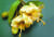 두리안의 꽃. 덥고 습한 열대우림에서 강렬한 향기로 수분 매개체인 왕박쥐를 부른다. [위키미디어·중앙포토]
