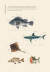 『한반도 바닷물고기 세밀화 대도감』의 본문에 실린 물고기 세밀화.  [사진 보리출판사]