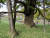충북 영동군 영국사의 1000년 은행나무는 3대(代) 은행나무라고도 부른다. 본래의 나무에서 자식 나무가 자라고, 자식 나무에서 뻗은 줄기가 땅을 뚫고 다시 나와 손자 나무(사진)로 자랐기 때문이다. 김홍준 기자