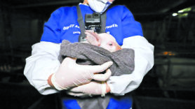 [반려동물 인구 1500만 시대]6개월 시한부 사육 당하던 돼지 ‘새벽이’ 곧 세 살 된다
