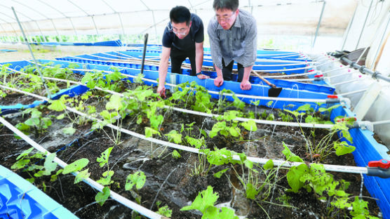 “와사비 재배 2년째” 베테랑 두 일식 셰프의 맛깔난 도전