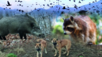 들개·너구리·멧돼지 습격 피해 늘어, 개체 수 조절 시급