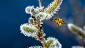 봄이다, 꿀벌의 비행
