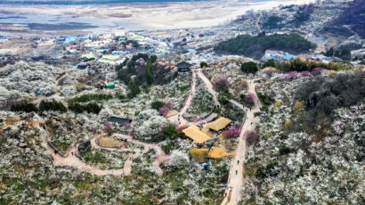 4년만의 매화 축제, 주말엔 참아주세요