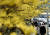 지난달 18일 구례 산수유꽃축제가 열린 전남 구례군 산동면에서 봄을 만끽하고 있는 시민들. [뉴시스]