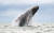 물 위로 나온 혹등고래. 2013년 콜롬비아 태평양 연안에서 포착된 모습이다. [AFP=연합뉴스]