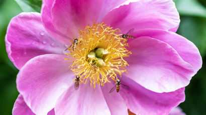 꿀벌 사라진 꽃밭 차지한 호리꽃등에