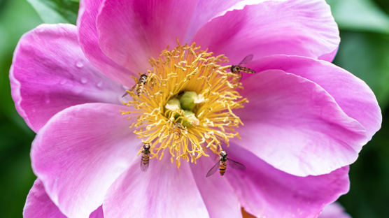 꿀벌 사라진 꽃밭 차지한 호리꽃등에