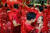 지난 12일 중국 푸젠성 가족계획협회와 사진가협회가 공동주최한 ‘신시대 결혼·출산 문화 사진전’에 입상한 작품 ‘단체 결혼식’. [웨이신 캡처]