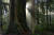 루야 플라카타 어머니 나무. 1000년 정도 산 이 나무는 캐나다 브리티시컬럼비아주 스탠리 파크에 있다. [사진 테레사 라이언 박사] 