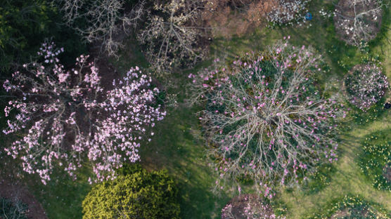 사르르목련-천리포수목원 50년만의 첫 만남