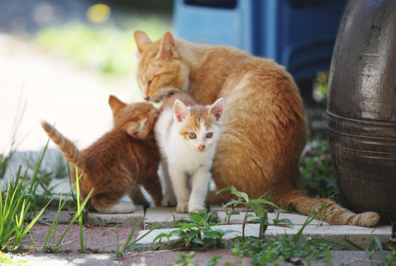 “쥐약 먹은 엄마 길냥이 대신 손주 젖물린 할미냥…고양이 모성애 뭉클”