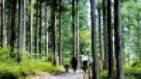 숲이 내뿜는 피톤치드 고혈압·천식에 효과
