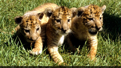 [1989.08.29] 사자와 호랑이를 부모로 한 ‘라이거’국내 최초 탄생