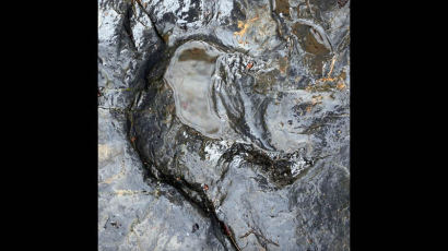 [2009.09.07] 세계 최대 익룡 발자국