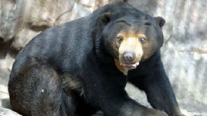[2010.12.15] 동물원을 탈출한 곰 ‘꼬마’ 9일만에 포획